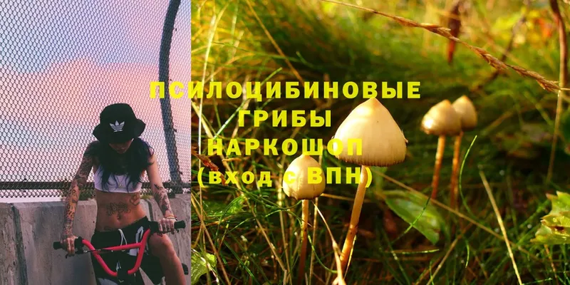 даркнет сайт  Покачи  Псилоцибиновые грибы Cubensis 